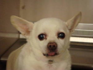 LuckyChuck. aka 'Charlie Brown'